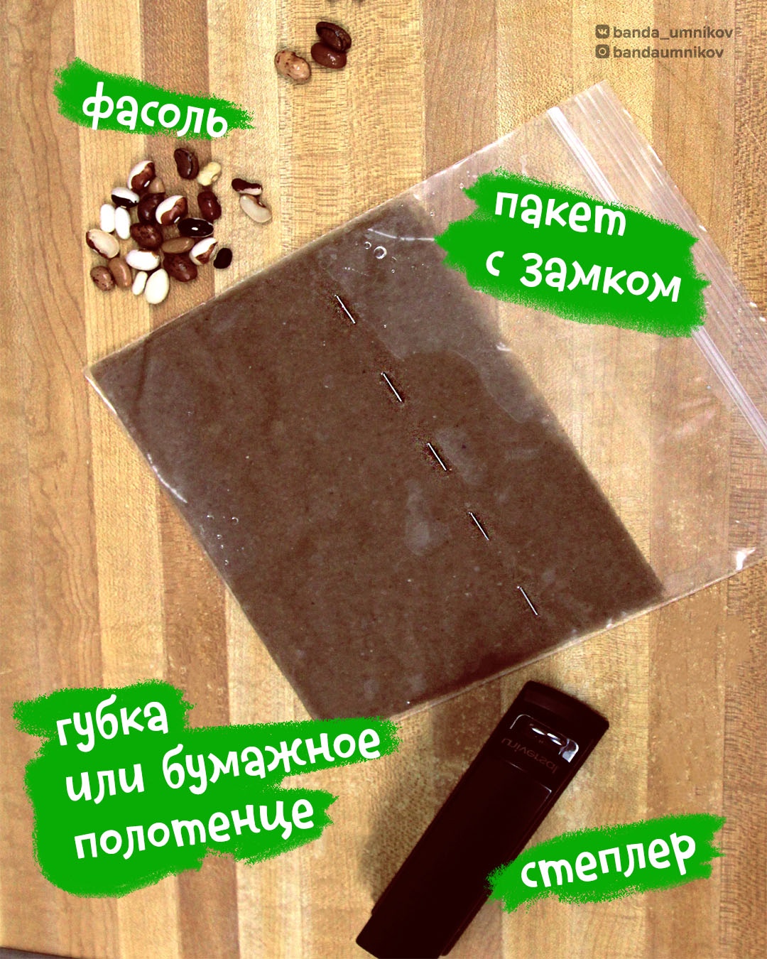 Фасоль в прозрачном пакете с влажной ватой для проращивания