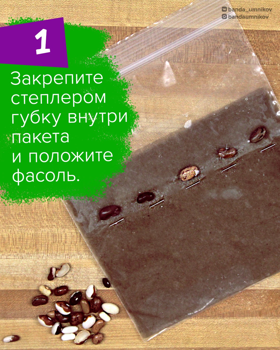 Первые корешки фасоли появляются в пакете через несколько дней