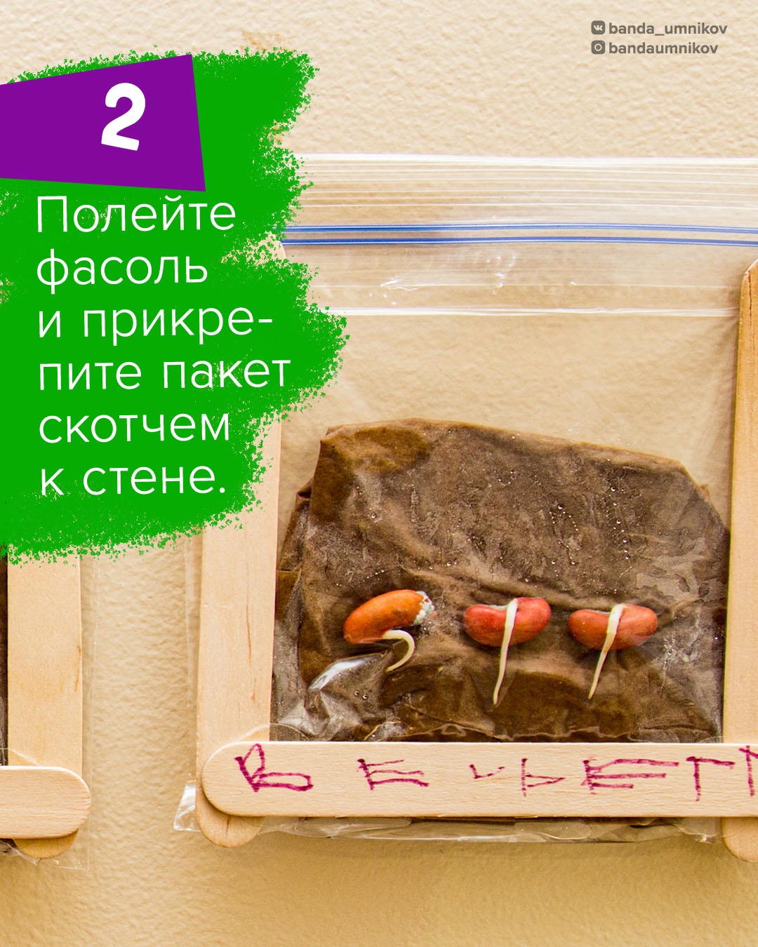 Росток фасоли с первыми листочками в прозрачном пакете