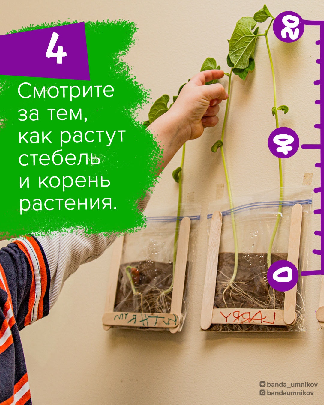 Ребёнок с интересом наблюдает за ростом фасоли в пакете